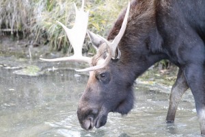 Moose