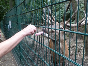 feed-elk