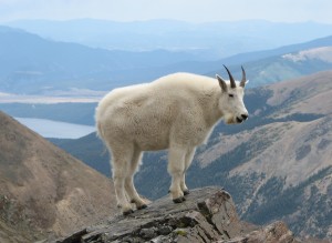 yellowstonegoat