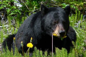 The Best Place to See Bears in Yellowstone National Park