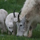 Mountain Goats (Oreamnos americanus) Mountain Goats (Oreamnos americanus)