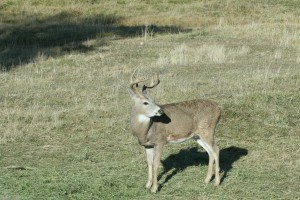 Mule Deer