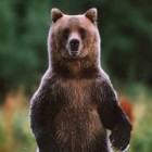 Remarkable Moment Captured: Brown Bear Walks Past Tourists