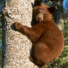 Myth #2: If charged by a Bear, climb a tree