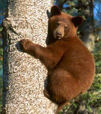 do bears climb trees