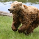 Myth #4: Bears can’t run downhill Myth #4: Bears can’t run downhill
