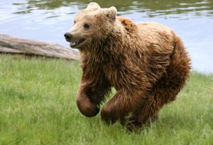 Can You Outrun A Bear Downhill Bear Myths Yellowstone Bear World Yellowstone Bear World