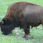 Bison