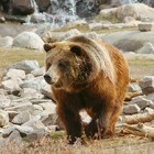 Discovering One of Yellowstone’s Oldest Grizzly Bears Discovering One of Yellowstone’s Oldest Grizzly Bears
