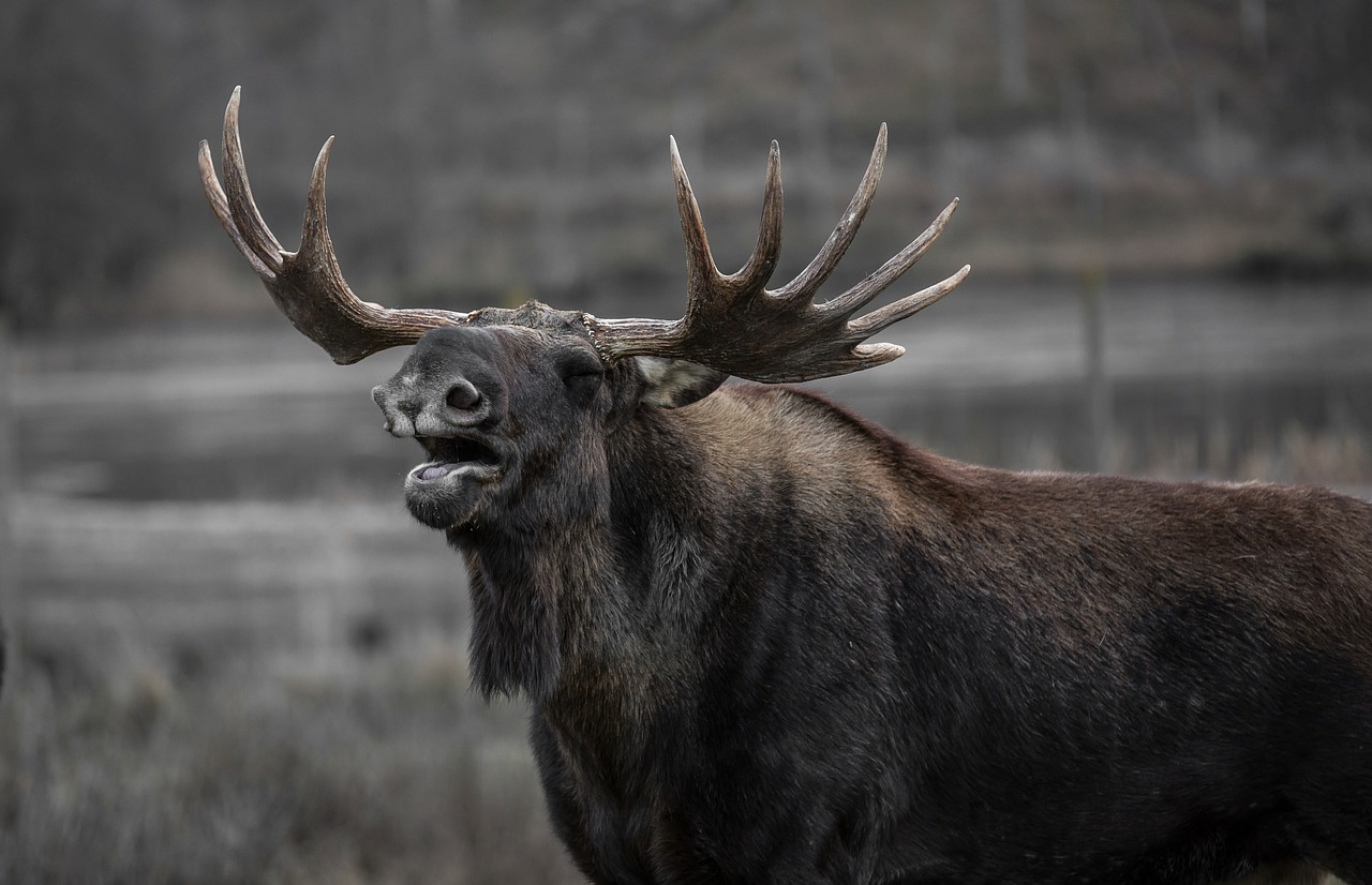 yellowstone wildlife spotlight: moose - yellowstone bear