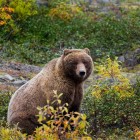 How Effective Is Bear Spray?