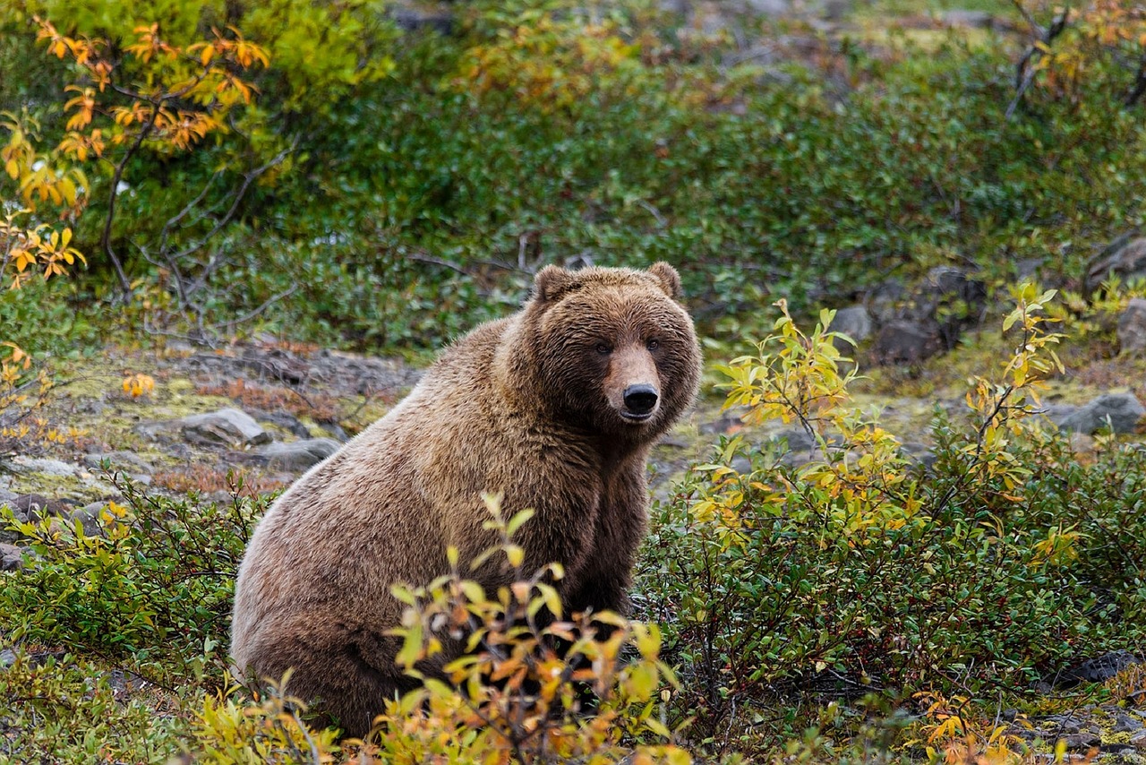 bear