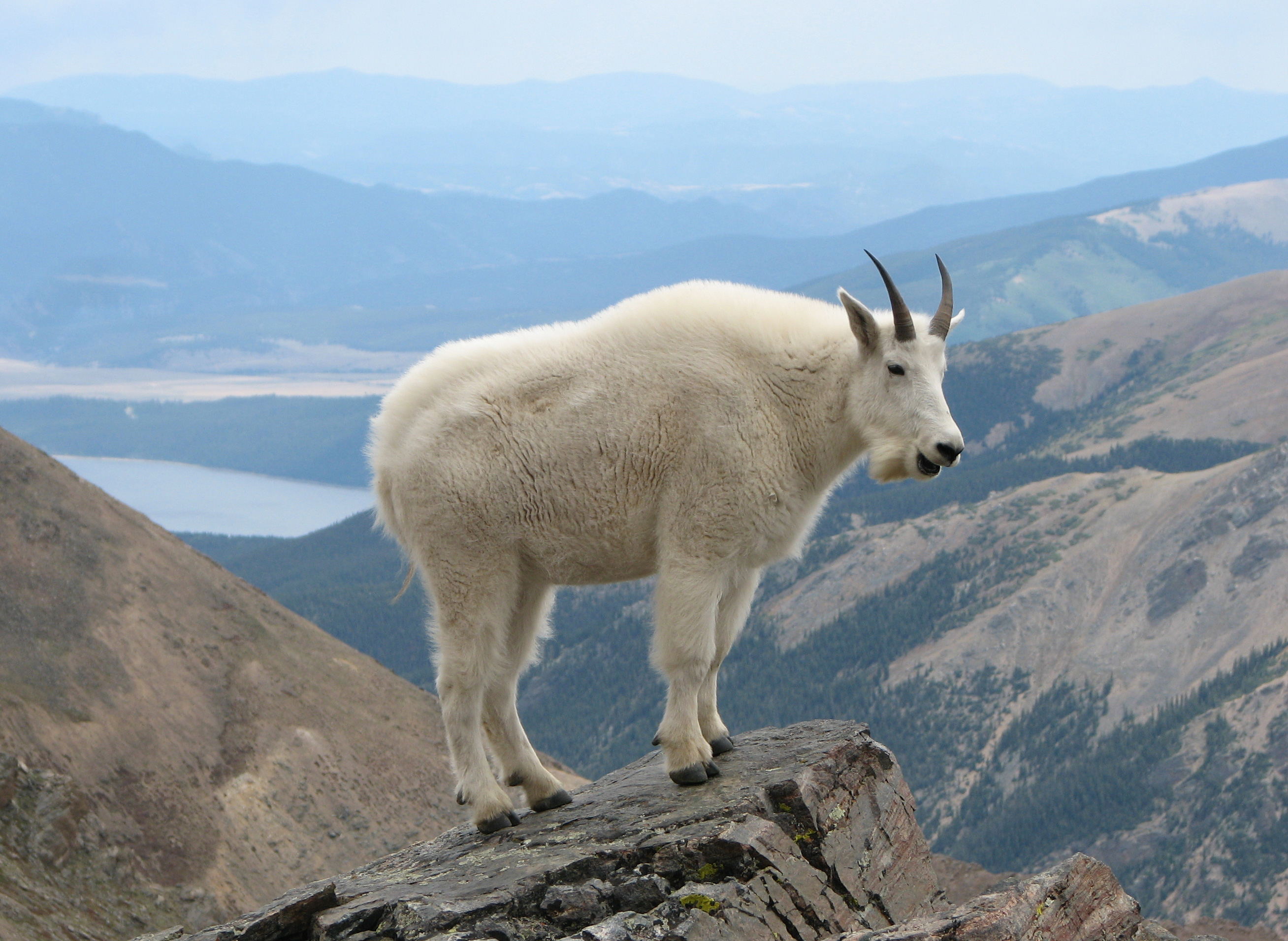 Goats On Cliffs