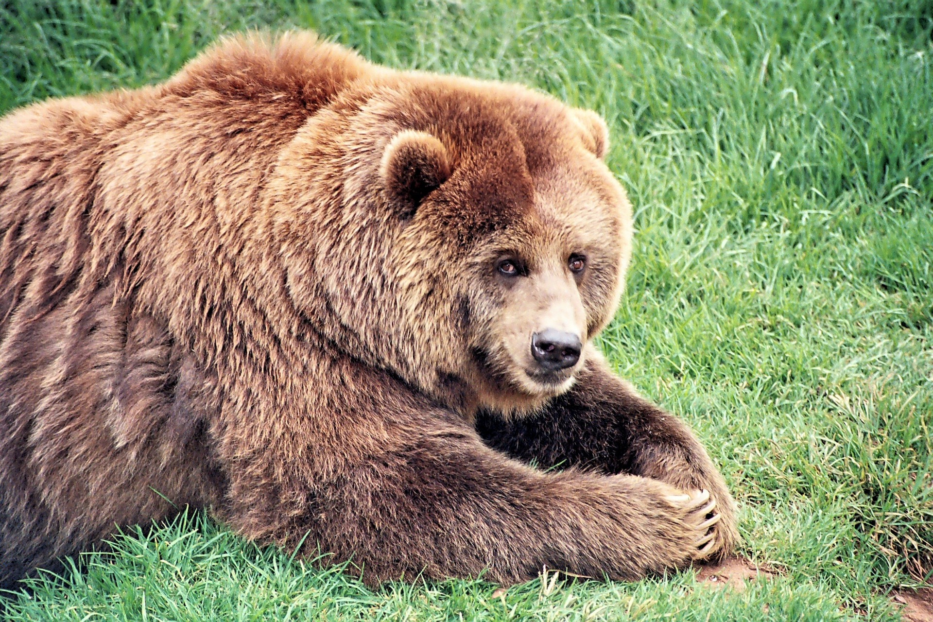 Are Brown Bears More Aggressive