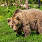 What Do Grizzly Bears Eat?