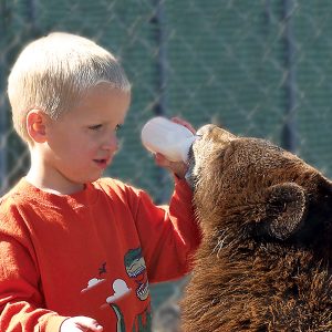 Bottle Feeding a Bear Cub