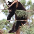 What are Black Bears Seasonal Eating Habits?