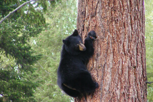 Bear Hibernation: 5 Fun Facts - Yellowstone Forever