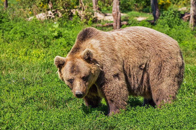 grizzly bear habitat for kids