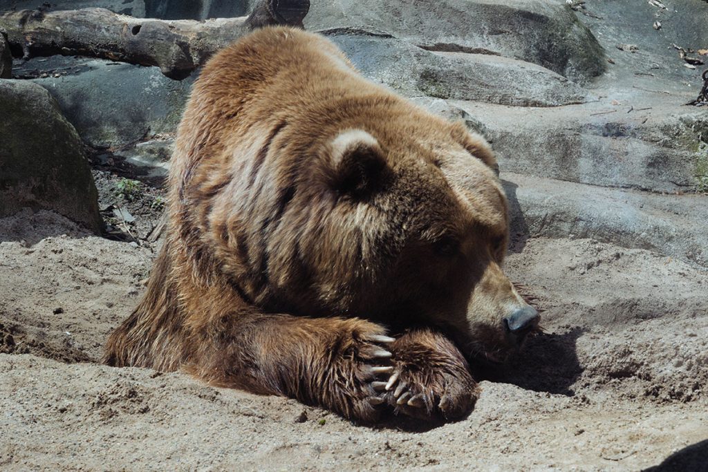 brown bear hibernating