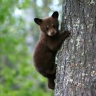What Do Black Bears Eat? What Do Black Bears Eat?