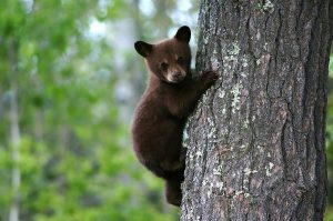 Feed bear cubs at Yellowstone Bear World
