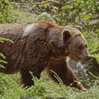 Brown Bears Vs. Grizzly Bears