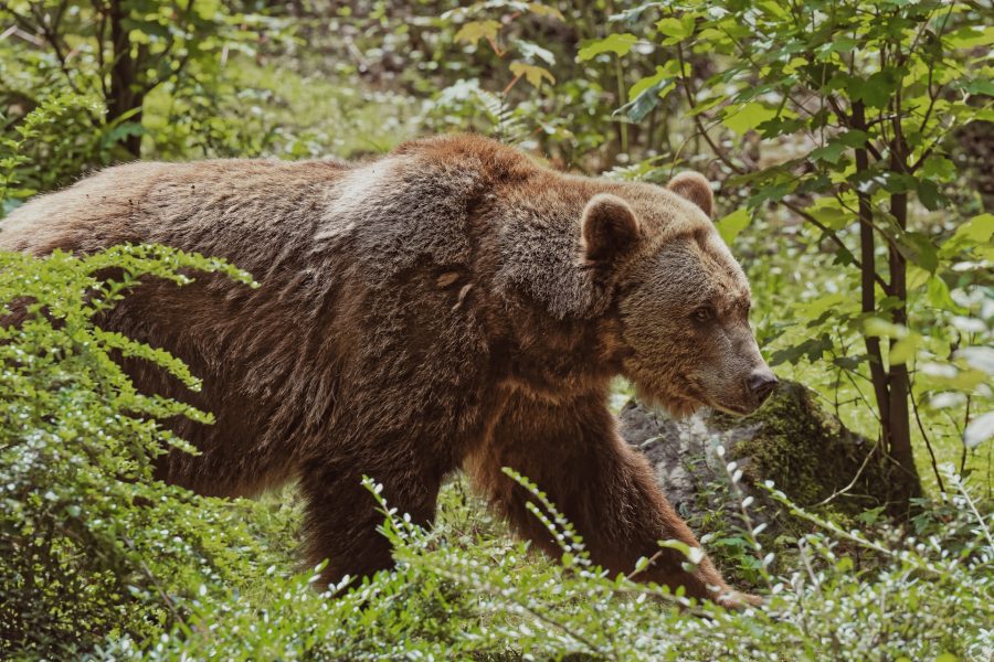 when-are-bears-most-active-yellowstone-bear-world-yellowstone-bear