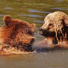 Which Is An Ideal Habitat For Grizzly Bears? Which Is An Ideal Habitat For Grizzly Bears?