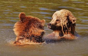 Brown Bears Vs. Grizzly Bears