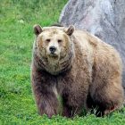How Aggressive are Grizzly Bears?