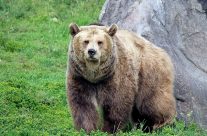 Vent et øjeblik Kostumer eftertænksom How Fast Can A Grizzly Bear Run? | Yellowstone Bear World