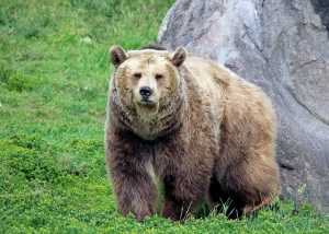 Grizzly bear, Weight, Habitat, & Facts