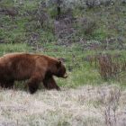 How Rapidly Can Grizzly Bears Move? How Rapidly Can Grizzly Bears Move?