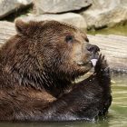 Behavior of Grizzly Bears