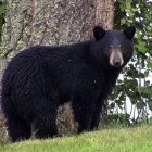 What Does Bear Poop Look Like?