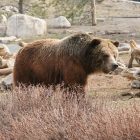 How Many Grizzly Bears are in Yellowstone?