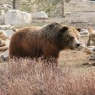How Many Grizzly Bears are in Yellowstone? How Many Grizzly Bears are in Yellowstone?