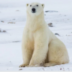 Polar Bear Vs. Grizzly Bear Polar Bear Vs. Grizzly Bear