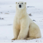 Polar Bear Vs. Grizzly Bear