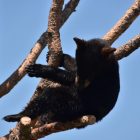 When Do Black Bears Come Out of Hibernation?