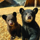 How Much Do Black Bears Weigh?
