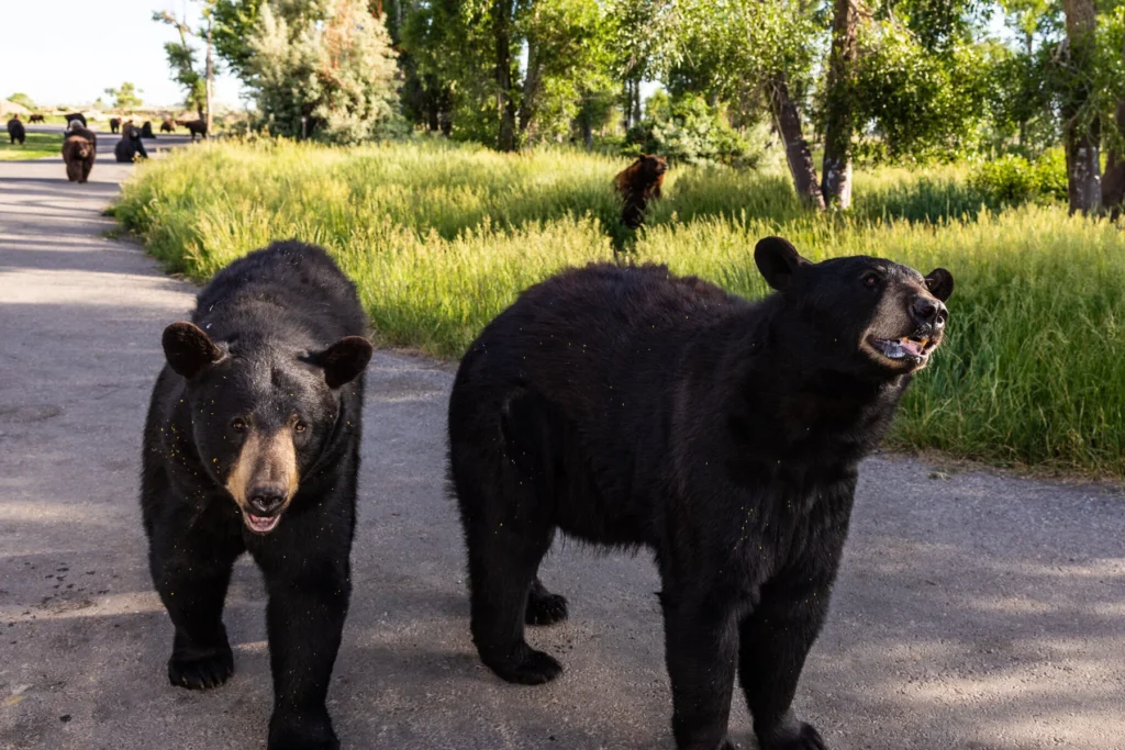 bear world drive thru wildlife park