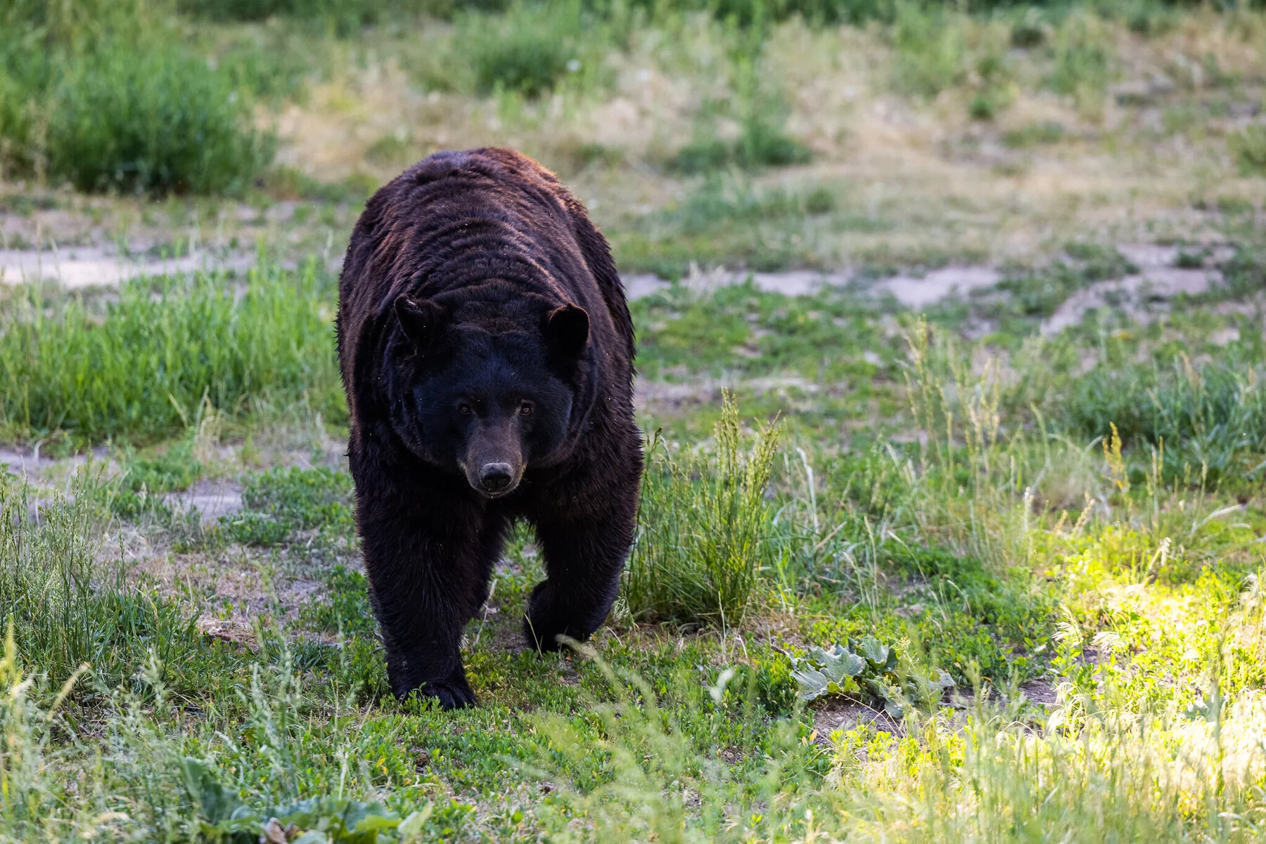 wildlife drive through tour